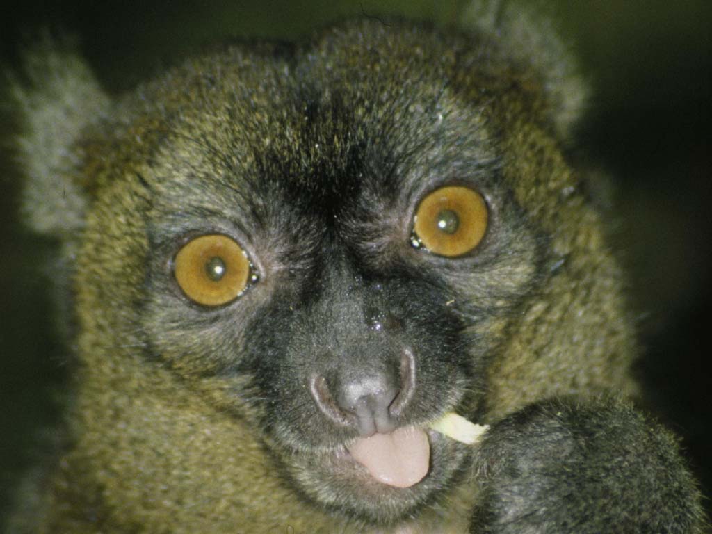lemur.jpg