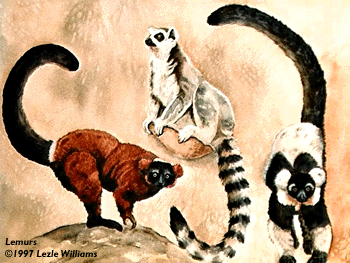 lemurs.gif