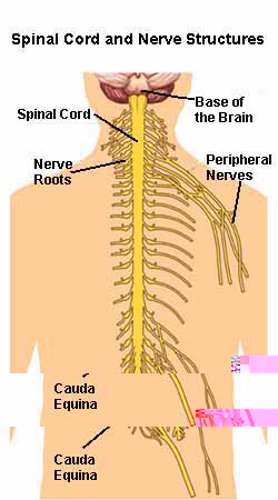 spine_cord-BB.jpg